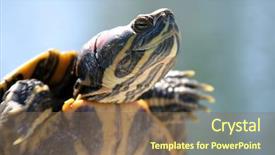  Presentation with pentecost red flame - Slides having red-eared slider trachemys scripta background and a violet colored foreground