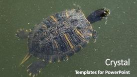  Presentation with underwater wild nature sea life - Presentation design featuring red-eared slider trachemys scripta background and a dark gray colored foreground