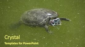  Presentation with swimming - Amazing slide set having red-eared slider trachemys scripta backdrop and a tawny brown colored foreground