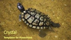  Presentation with red cardiac - Audience pleasing PPT theme consisting of red-eared slider trachemys scripta backdrop and a  colored foreground