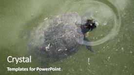  Presentation with underwater wild nature sea life - Presentation theme with red-eared slider trachemys scripta background and a  colored foreground