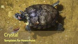  Presentation with red - Amazing presentation having red-eared slider trachemys scripta backdrop and a tawny brown colored foreground