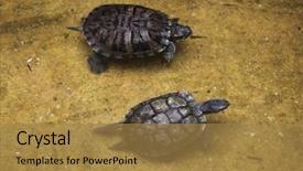  Presentation with swimming - PPT theme consisting of red-eared slider trachemys scripta background and a coral colored foreground