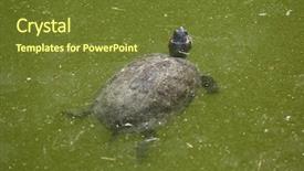  Presentation with swimming - PPT theme consisting of red-eared slider trachemys scripta background and a  colored foreground