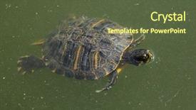  Presentation with red - Cool new presentation theme with red-eared slider trachemys scripta backdrop and a tawny brown colored foreground