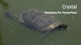  Presentation with underwater wild nature sea life - Colorful slide deck enhanced with red-eared slider trachemys scripta backdrop and a dark gray colored foreground