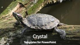  Presentation with underwater wild nature sea life - Colorful theme enhanced with red-eared slider trachemys scripta backdrop and a dark gray colored foreground