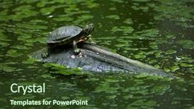  Presentation with red seaweed - Presentation design enhanced with red-eared slider trachemys scripta background and a tawny brown colored foreground