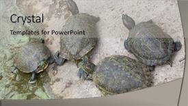  Presentation with metal manufacturer red - Slides featuring red-eared slider trachemys scripta background and a light gray colored foreground