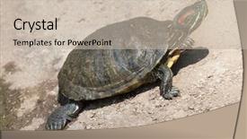  Presentation with indian wedding red - Slides featuring red-eared slider trachemys scripta background and a mint green colored foreground