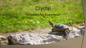  Presentation with red earedr turtle sunning - Slide set featuring red-eared slider turtle basking background and a gold colored foreground