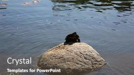  Presentation with fish turtle - Presentation featuring red eared slider turtle wild red eared slider turtle with fish hooks caught in its mouth sunbathing on a rock in a man made duck pond background and a violet colored foreground