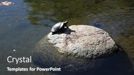  Presentation with fish turtle - Cool new presentation design with red eared slider turtle wild red eared slider turtle with fish hooks caught in its mouth sunbathing on a rock in a man made duck pond backdrop and a tawny brown colored foreground