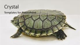  Presentation with turtle - Beautiful presentation featuring red-eared turtle on white backdrop and a light gray colored foreground