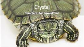  Presentation with turtle - Presentation theme with red-eared turtle on white background and a violet colored foreground