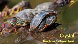  Presentation with red earedr turtle sunning - PPT layouts enhanced with red eared turtles in water background and a tawny brown colored foreground