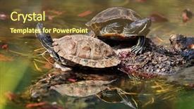  Presentation with red earedr turtle sunning - Audience pleasing slide deck consisting of red eared turtles in water backdrop and a tawny brown colored foreground