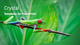  Presentation with costa rica - Audience pleasing PPT theme consisting of red-eye-frog-from-costa backdrop and a ocean colored foreground