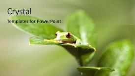  Presentation with frog - Beautiful presentation theme featuring red-eye-tree-frog backdrop and a mint green colored foreground
