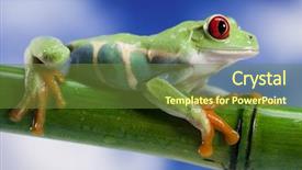  Presentation with green tree - Cool new PPT theme with red-eyed-green-tree-frog backdrop and a tawny brown colored foreground