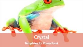  Presentation with funny animal - Presentation theme enhanced with red eyed monkey tree frog background and a coral colored foreground