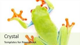  Presentation with animal eye - PPT theme enhanced with red eyed monkey tree frog background and a yellow colored foreground