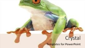  Presentation with funny animal - Presentation design consisting of red eyed monkey tree frog background and a coral colored foreground