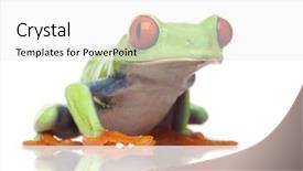  Presentation with red apple tree - Presentation theme with red-eyed tree frog - agalychnis background and a white colored foreground