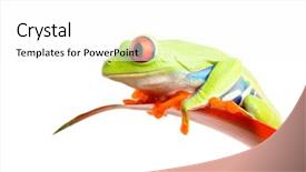  Presentation with frog - Slide deck featuring red-eyed tree frog agalychnis background and a white colored foreground