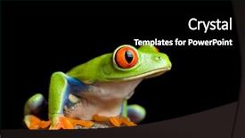  Presentation with frog - Cool new presentation with red-eyed tree frog agalychnis callidryas on a rock closeup isolated on black background backdrop and a black colored foreground