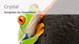 Presentation with frog - Beautiful PPT theme featuring red-eyed tree frog agalychnis callidryas on a rock closeup isolated on white focus on eye backdrop and a white colored foreground