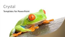  Presentation with frog - Theme having red-eyed tree frog agalychnis callidryas on a rock macro isolated on white background and a white colored foreground