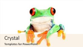  Presentation with red banner - PPT theme having red-eyed tree frog agalychnis background and a yellow colored foreground