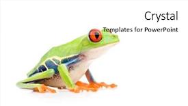  Presentation with frog - Colorful PPT theme enhanced with red-eyed tree frog agalychnis backdrop and a white colored foreground