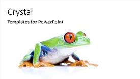  Presentation with frog - Amazing presentation theme having red-eyed-tree-frog-agalychnis backdrop and a white colored foreground