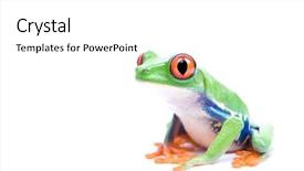  Presentation with frog - Beautiful slide set featuring red-eyed tree frog closeup backdrop and a  colored foreground