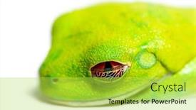  Presentation with frog - Presentation theme with red-eyed-tree-frog-closing background and a yellow colored foreground
