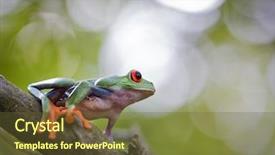  Presentation with costa rica - Presentation theme consisting of red eyed tree frog costa rica tropical rain forest animal exotic treefrog background and a tawny brown colored foreground