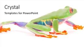  Presentation with monkey - Slides with red eyed tree frog crawling background and a white colored foreground