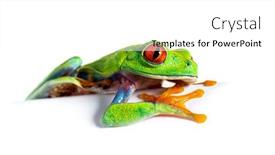  Presentation with white sheet - Slides enhanced with red-eyed-tree-frog-leaning background and a white colored foreground