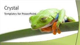  Presentation with third - Slides enhanced with red eyed tree frog resting seemingly with its eyes closed as it watches through its third eyelid a transparent membrane also called the nictitating membrane isolated on white background and a white colored foreground