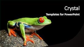  Presentation with frog - Presentation with red-eyed tree frog sitting on a rock closeup isolated on black background and a black colored foreground