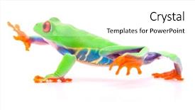  Presentation with animal eye - PPT theme having red eyed tree frog walking background and a white colored foreground