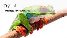  Presentation with frog - PPT layouts featuring red eyed tree frog on a branch isolated on white background and a white colored foreground