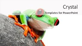  Presentation with frog - Colorful presentation theme enhanced with red-eyed tree frog backdrop and a white colored foreground