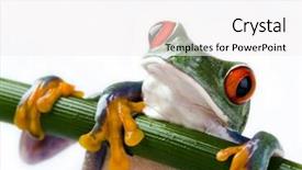 Presentation with frog - PPT theme consisting of red eyed tree frog background and a white colored foreground