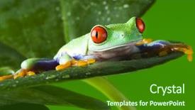  Presentation with frog - Presentation theme enhanced with red eyed tree frog background and a forest green colored foreground
