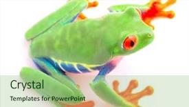  Presentation with funny animal - Colorful PPT layouts enhanced with red eyed tree frog backdrop and a mint green colored foreground