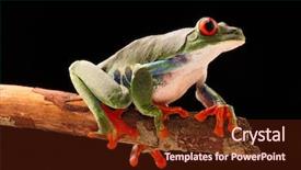  Presentation with frog - Slides enhanced with red-eyed-tree-frog background and a tawny brown colored foreground
