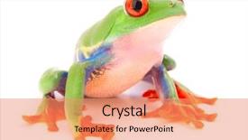  Presentation with tropical forest - Amazing slide set having red eyed tree frog backdrop and a coral colored foreground